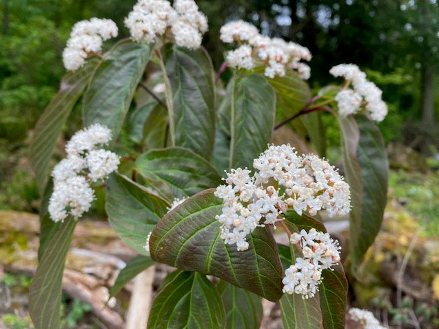 Viburnum setigerum (Tea viburnum)