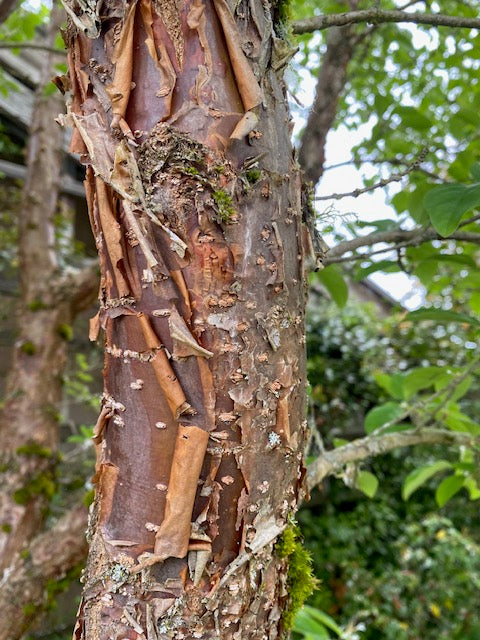 Chinoanthus retusus (Chinese Fringe Tree)