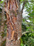 Chionanthus retusus (Chinese Fringe Tree)