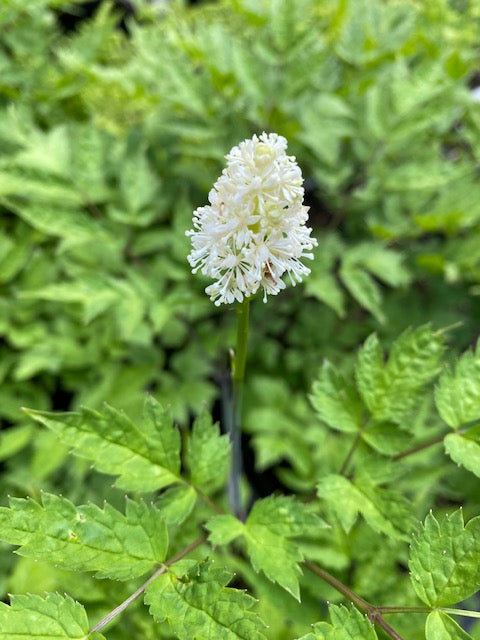 Actaea pachypoda Pewter Leaf Form (Doll&#39;s Eyes, White Baneberry)