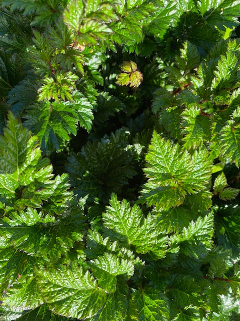 Astilbe x crispa &#39;Lilliput&#39; (Dwarf Astilbe)