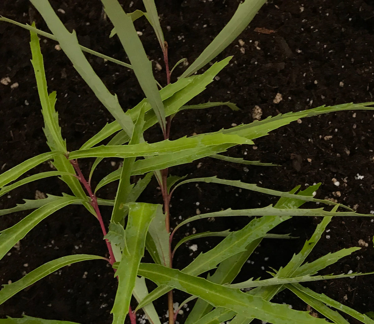 Lomatia myricoides (River Lomatia)