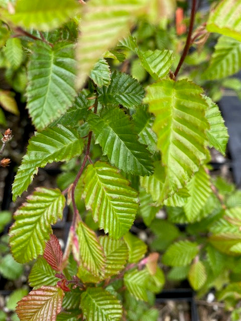 Carpinus coreana  (Korean Hornbeam)