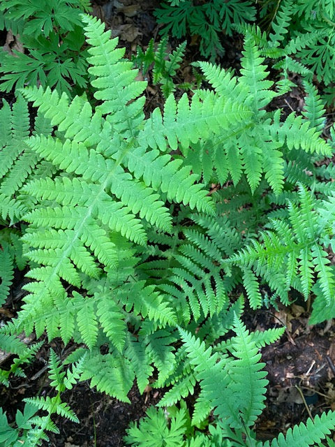 Phegopteris connectilis (Long Beech Fern)