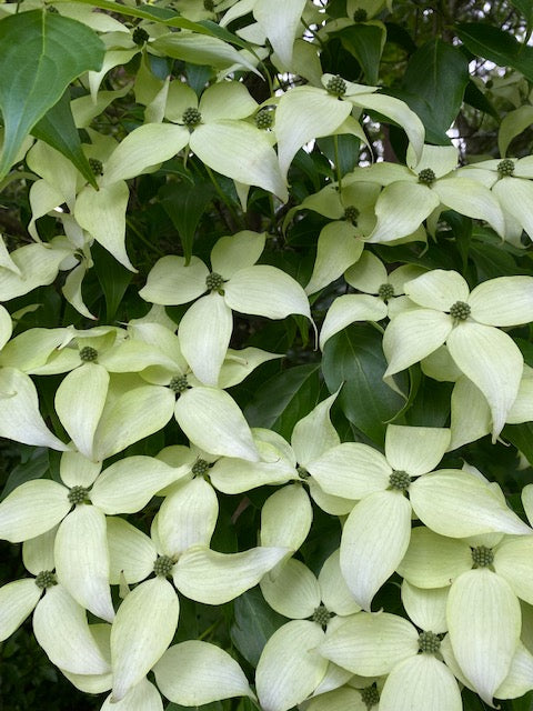 Cornus kousa var. chinensis (Chinese Dogwood)