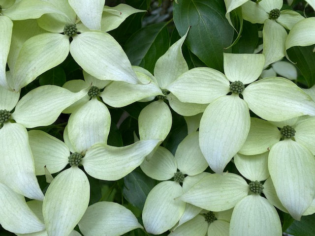 Cornus kousa var. chinensis (Chinese Dogwood)