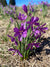 Olsynium douglasii (Grass Widows)