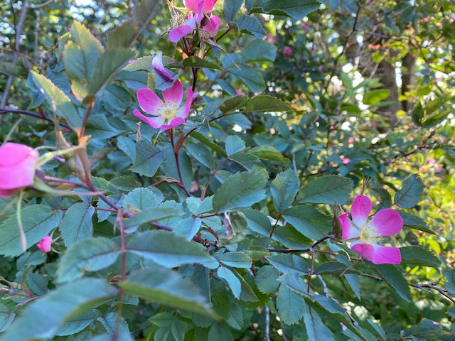 Rosa glauca (Shrub Rose)