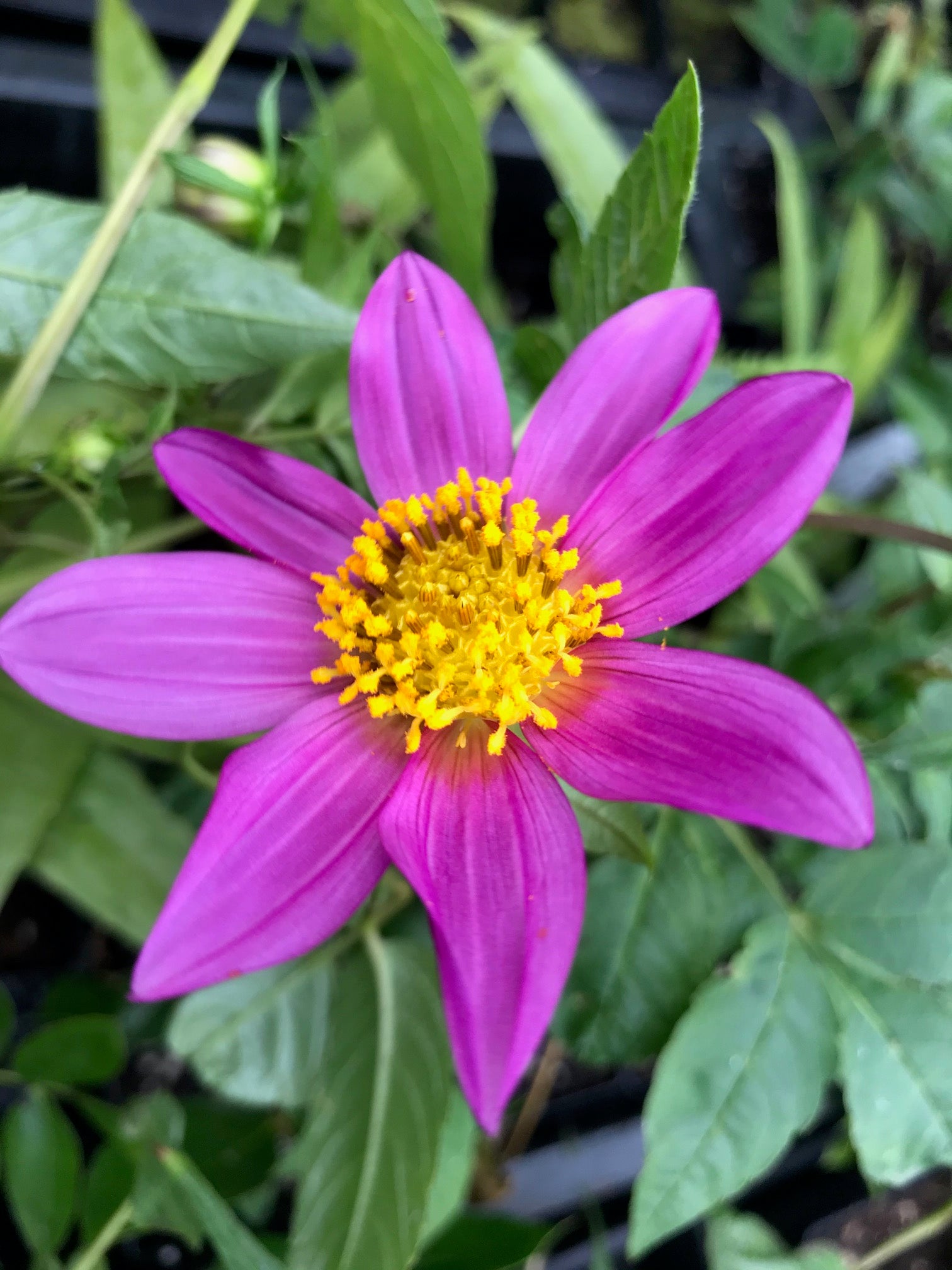 Dahlia merckii  (Species Dahlia)