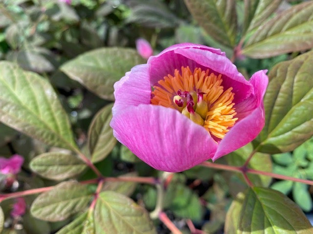 Paeonia obovata (Woodland Paeony)