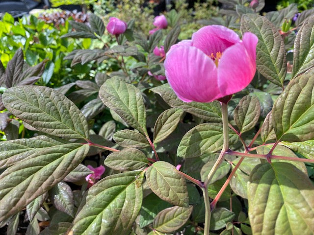 Paeonia obovata (Woodland Paeony)