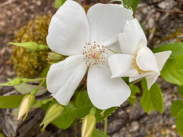 Rosa sp. ZHNP 215 (Wild Rose) - Keeping It Green Nursery