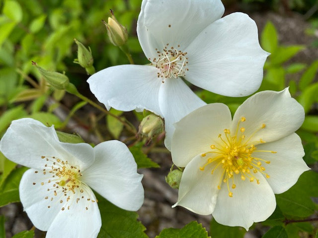 Rosa sp. ZHNP 215 (Wild Rose)