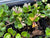 Lonicera crassifolia ZHN15-096 (Creeping Honeysuckle)