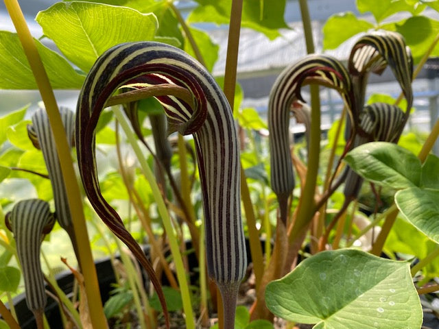 Arisaema franchetianum (Chinese Cobra Lily)