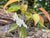 Lyonia ovalifolia ZHNP195 (Fetterbush)