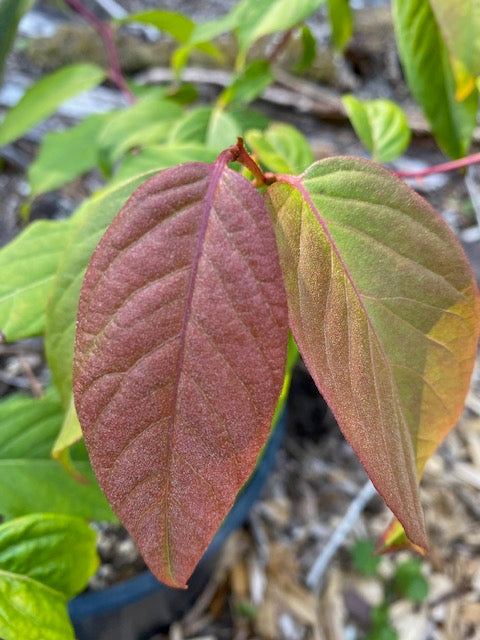 Lyonia ovalifolia ZHNP195 (Fetterbush)