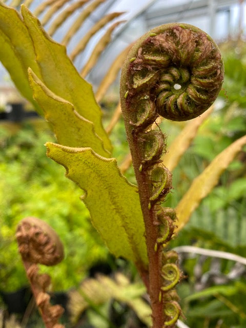 Blechnum chilense (Chilean Hard Fern)