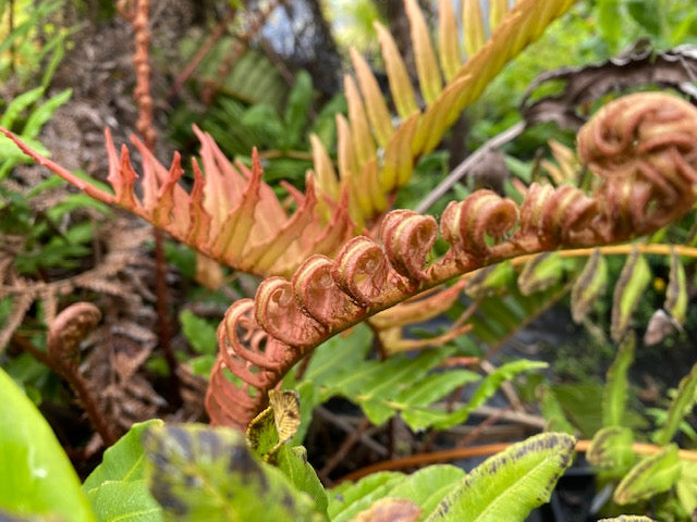 Blechnum chilense (Chilean Hard Fern)