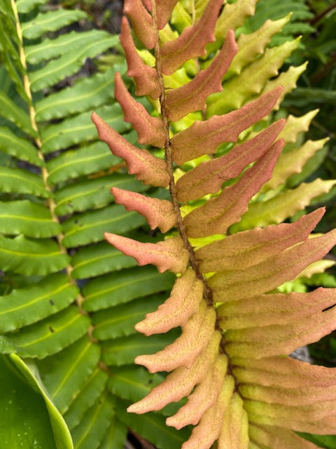 Blechnum chilense (Chilean Hard Fern)