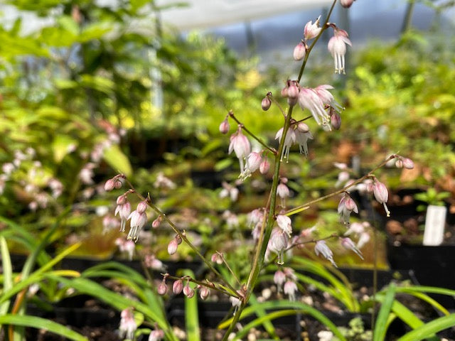 Alectrurus yedoensis var. platypetala syn. Comospermum