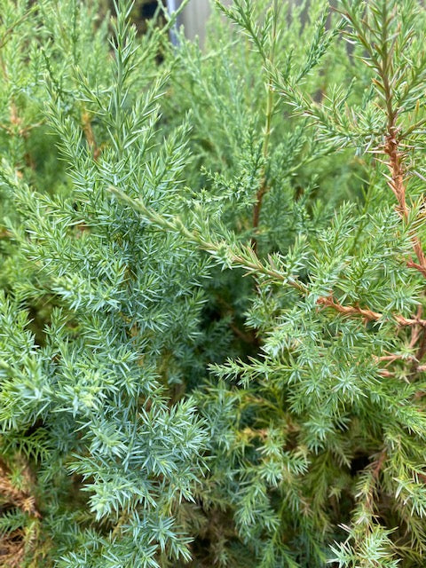 Juniperus scopulorum  (Rocky Mountain Juniper)