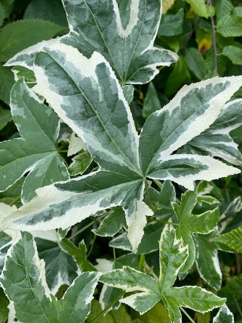 Liquidambar styraciflua &#39;Silver King&#39; (Variegated Sweet Gum)