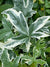 Liquidambar styraciflua 'Silver King' (Variegated Sweet Gum)