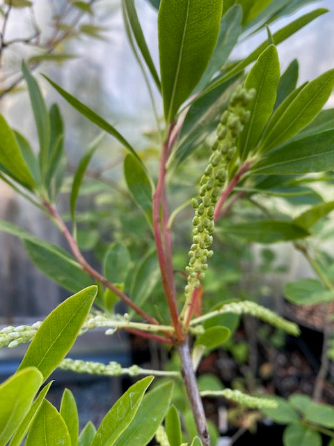 Cyrilla racemiflora (Leatherwood)
