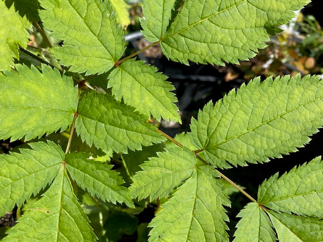 Astilbe chinensis &#39;Peuter Form&#39;  (Chinese False Spiraea, False Goat&#39;s Beard)