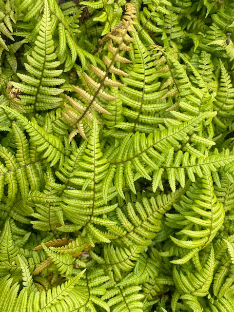 Dryopteris wallichiana 'Jurassic Gold'  (Jurassic Gold Fern)