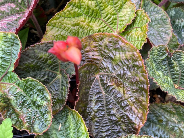 Begonia xanthina  (Species Begonia)