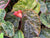 Begonia xanthina  (Species Begonia)