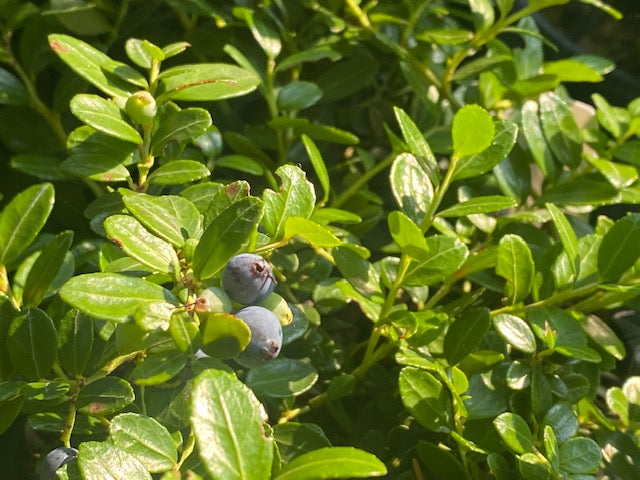 Gaylussacia brachycera &#39;Berried Treasure&#39; (Box Huckleberry)