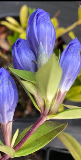 Gentiana triflora var. japonica (Three Flowered Gentian)