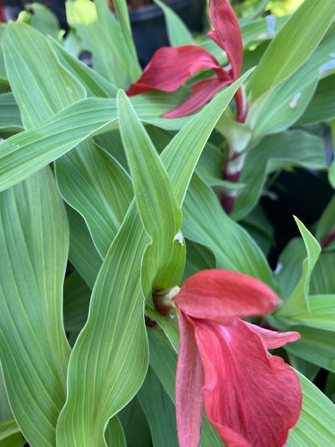 Roscoea purpurea f. rubra &#39;Red Gurkha&#39; (Hardy Alpine Ginger)