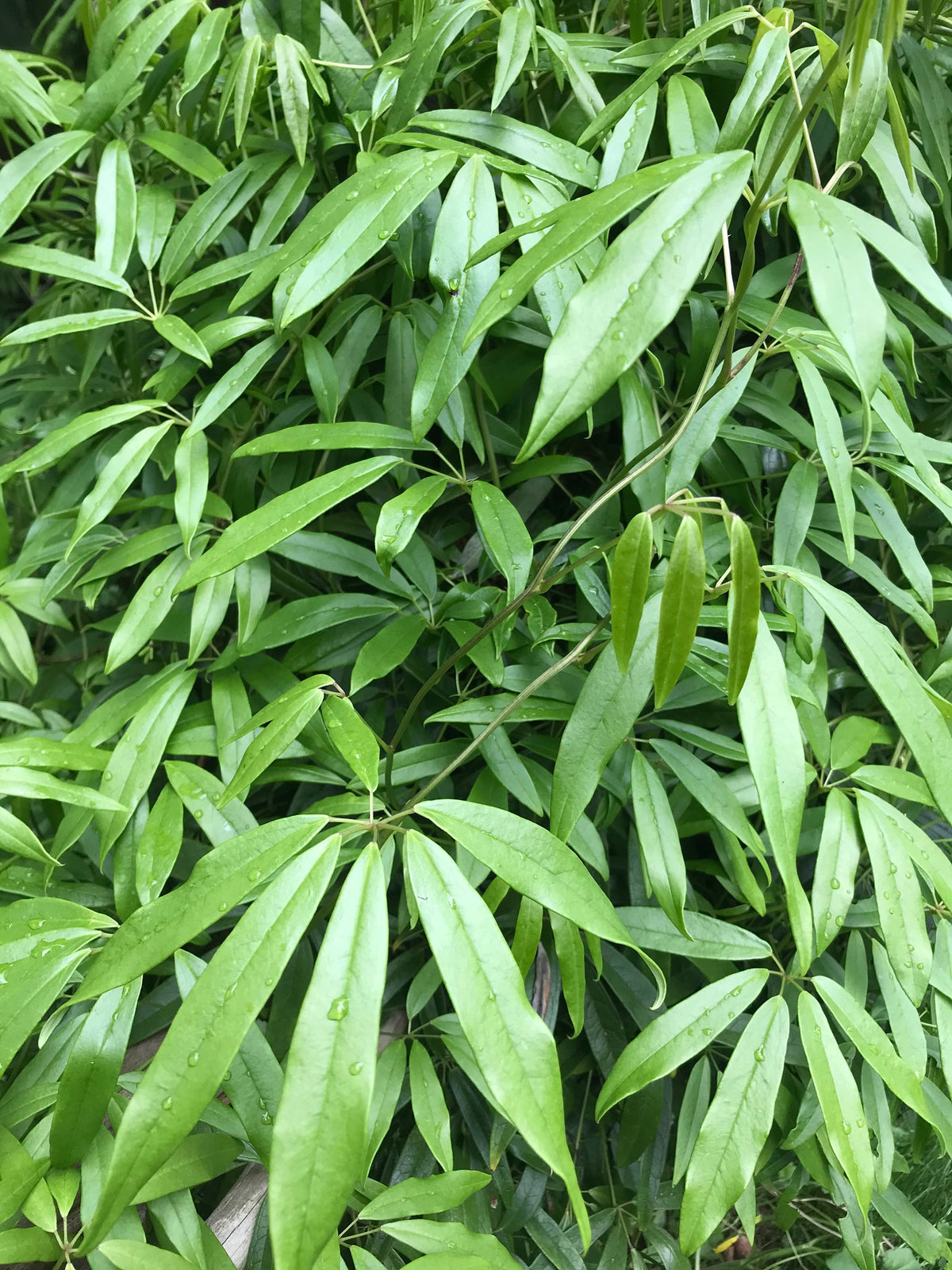 Holboellia angustifolia var. linearifolia (Sausage Vine)