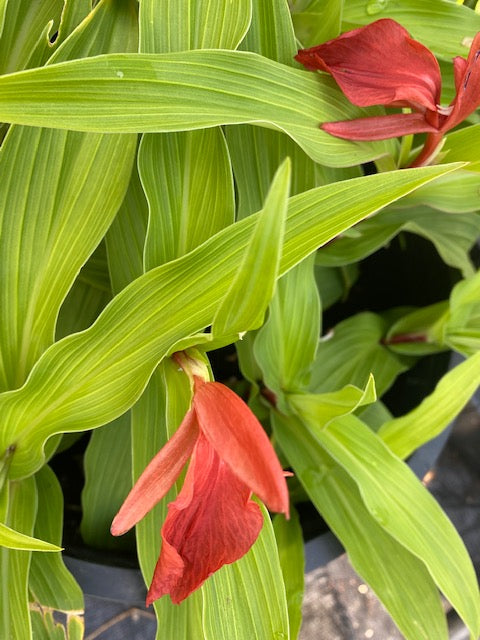 Roscoea purpurea f. rubra &#39;Red Gurkha&#39; (Hardy Alpine Ginger)