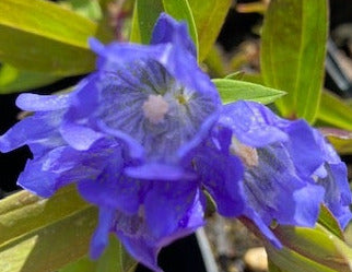 Gentiana triflora var. japonica (Three Flowered Gentian)