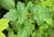 Acer glabrum ssp. glabrum AH2031 (Douglas Maple)