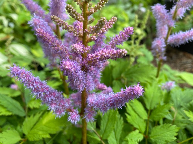 Astilbe chinensis var. pumila  (Dwarf Chinese Astilbe)
