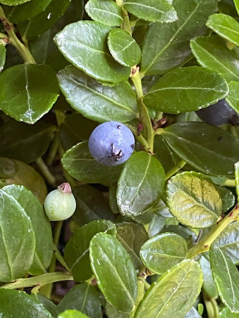 Gaylussacia brachycera &#39;Berried Treasure&#39; (Box Huckleberry)