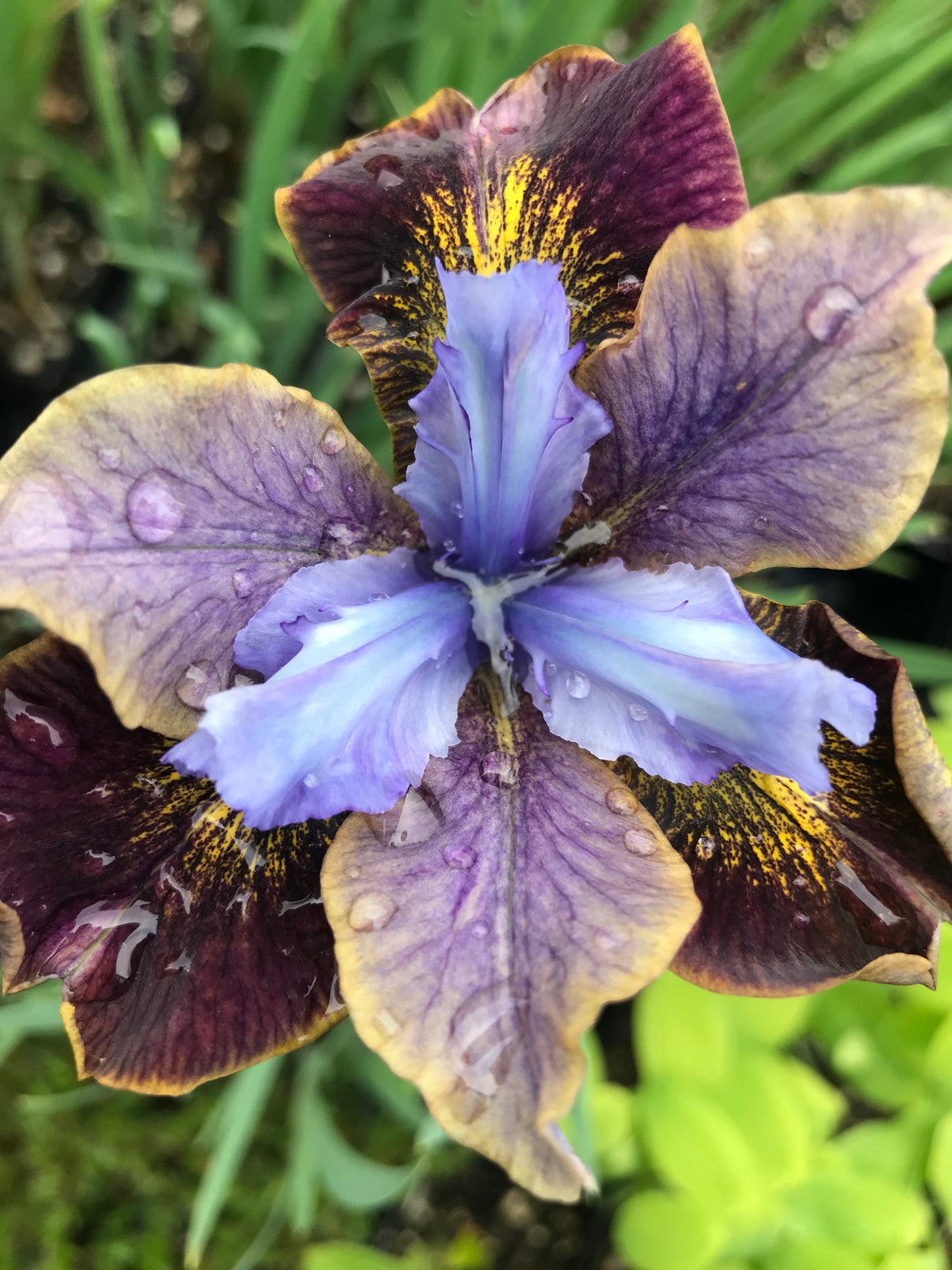 Iris siberica &#39;Black Joker&#39; (Peacock Butterfly Siberian Iris)