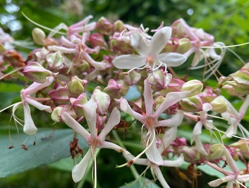 Clerodendron trichotomum &#39;Carnival&#39;  (Variegated Glory Bower)