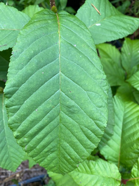 Sorbus megalocarpa WI509 (Whitebeam)