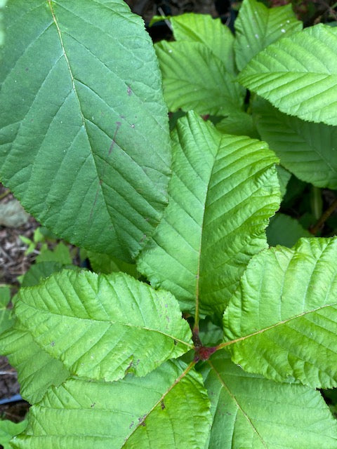 Sorbus megalocarpa WI509 (Whitebeam)