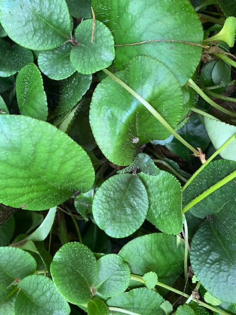 Chrysosplenium macrophyllum  (Giant Golden Saxifrage)
