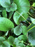 Chrysosplenium macrophyllum  (Giant Golden Saxifrage)