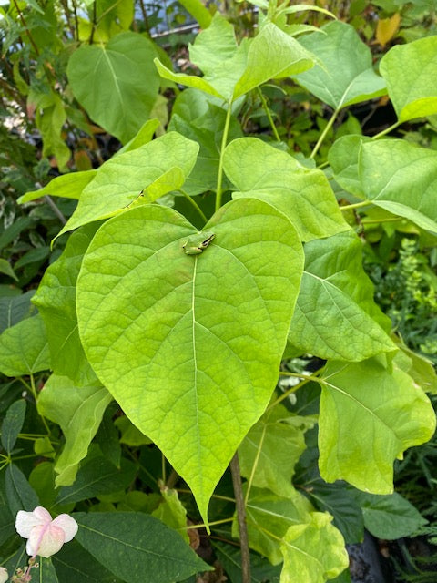 Catalpa bignonioides 'Aurea' (Golden Catalpa)