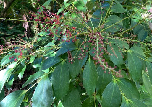 Mahonia nitens (Chinese Mahonia)